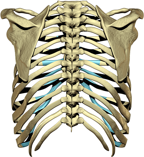The Player Is Having Trouble - 3d Rib Cage Png (600x600), Png Download