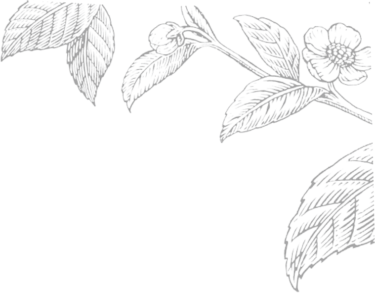Mommy & Me & Tea - Botanical Illustration Tea Leave (759x592), Png Download