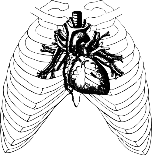 Cage,free - Auscultacion De Focos Cardiacos (500x509), Png Download