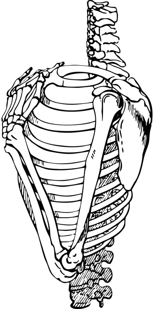 Ribs,rib Vector, - Rib Cage Transparent (500x1000), Png Download