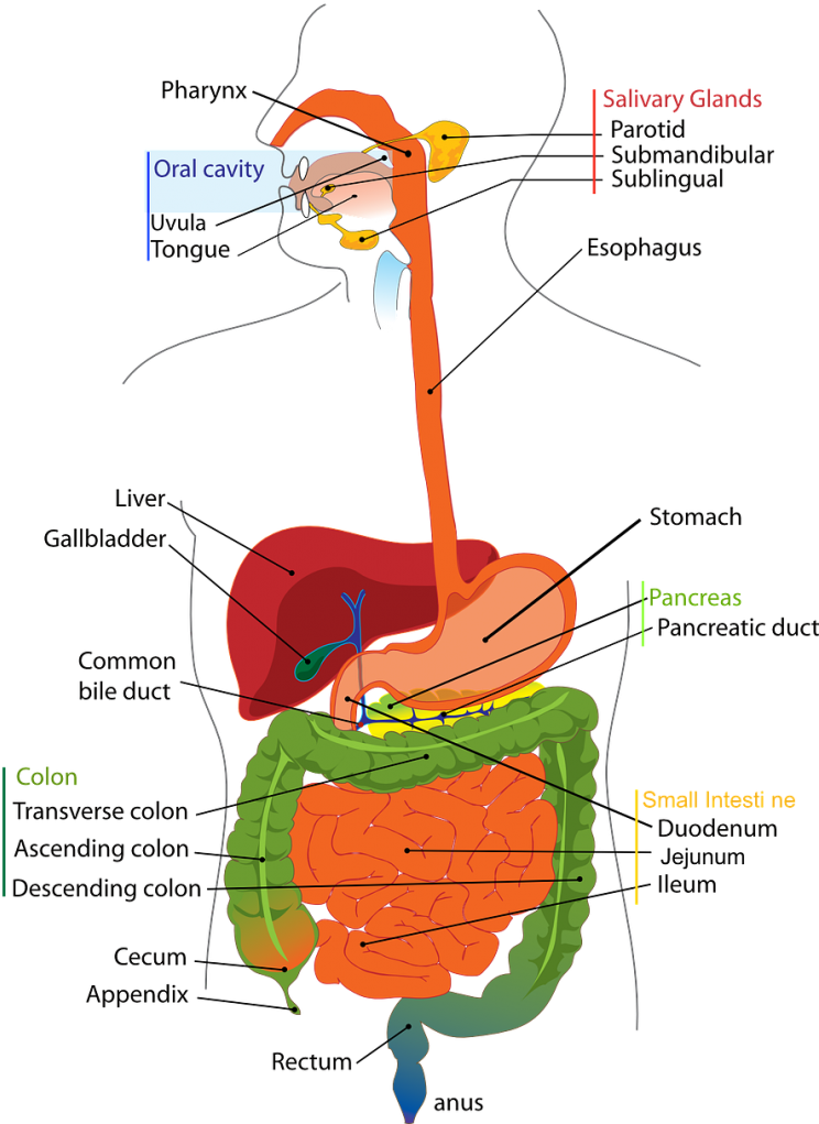 Gallbladder Attack Symptoms Treatments Filemagazine - Digestive System Diagram (750x1075), Png Download