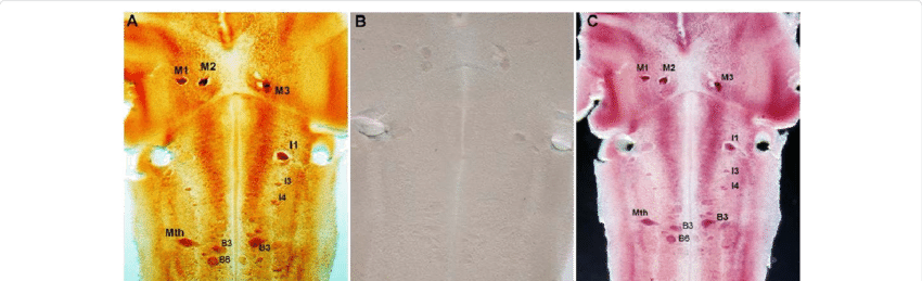 Download - 5-bromo-4-chloro-3-indolyl Phosphate (850x259), Png Download