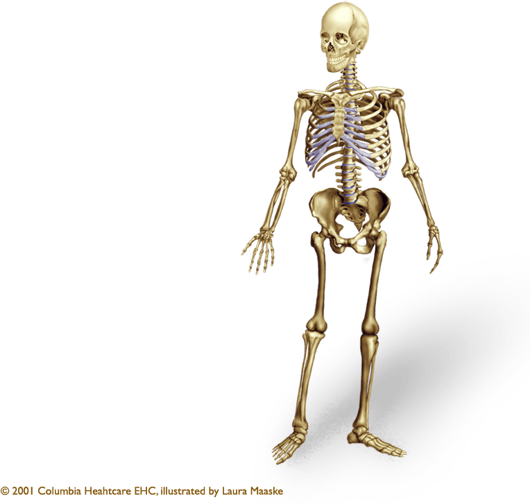 Illustrated Human Skeleton - Human Body Skeleton Counts (773x765), Png Download