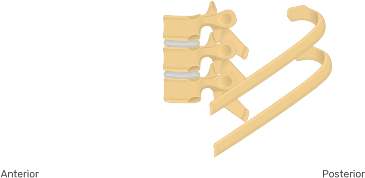 Rib (770x406), Png Download