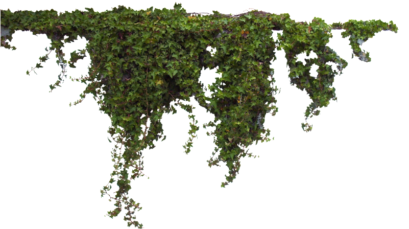 Bushes - Plants Photoshop (800x469), Png Download