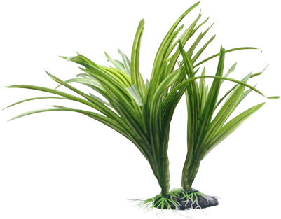 Esta Hermosa Planta Ácoro Estriado Aporta Un Aspecto - Fluval Striped Acorus Plant For Aquarium 10-inch (400x400), Png Download