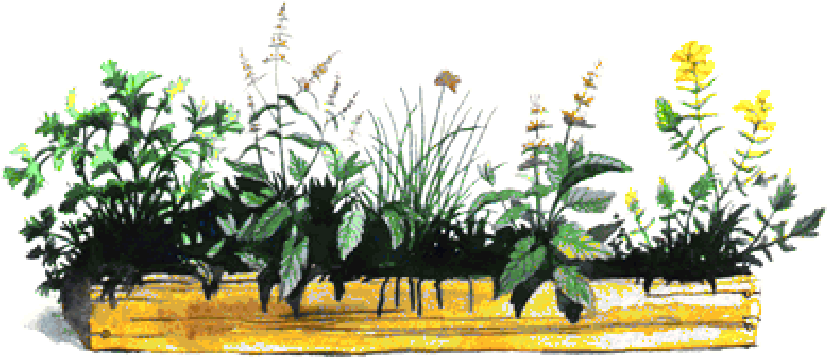 Plantasmedicinais - Plantas De Jardim Em Png (850x380), Png Download