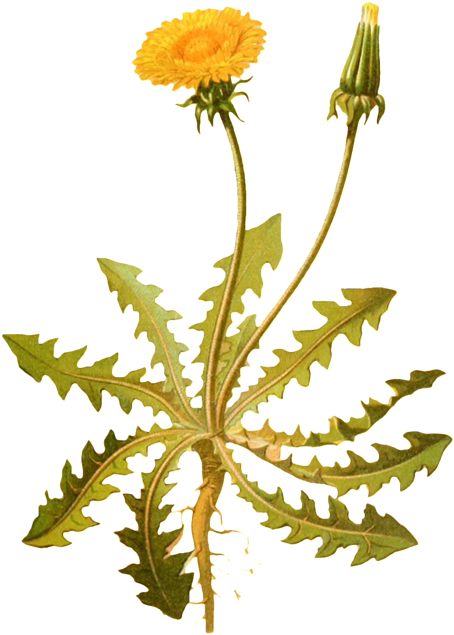 Transparente Png Ornamental Para Plantas De Flor Amarillo - Watercolor Painting (1024x1392), Png Download