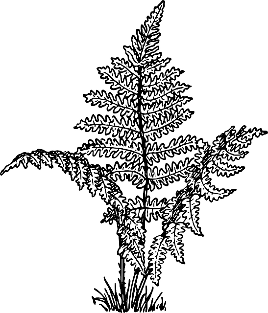Planting Kenik2 - Fern Clipart Black And White (547x640), Png Download