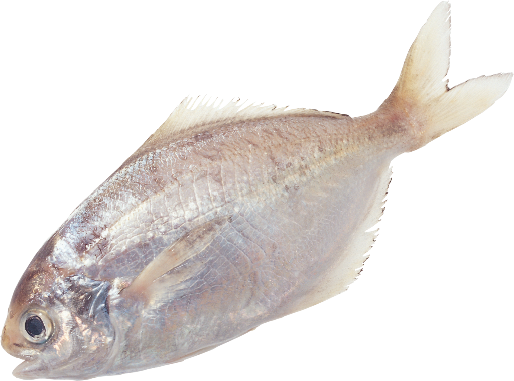 Download Amazing High-quality Latest Png Images Transparent - Fish (1024x760), Png Download