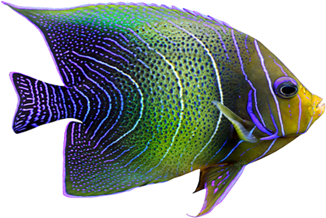 Fish - Aquarium Fish (866x650), Png Download