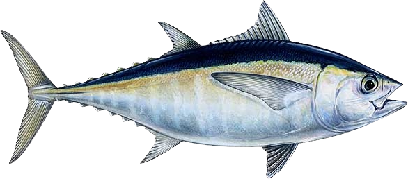 Ahi Tuna Png File - Tuna Fish Png (586x258), Png Download