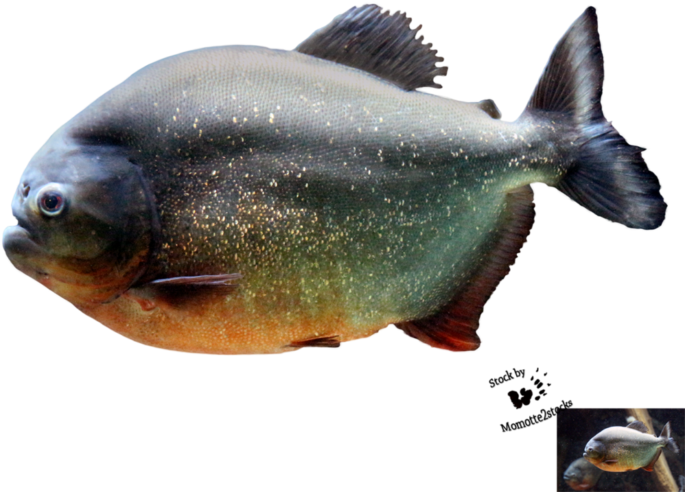 Piranha Png Image - Piranha Png (1069x748), Png Download