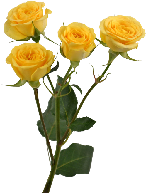 Yellow Rose Flower Free Png Transparent Images Free - Flower (750x750), Png Download
