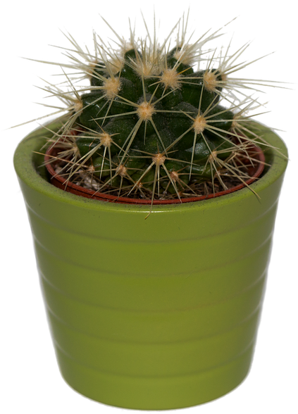 Cactus, Plant, Png, Isolated, Prickly, Green, Spur - Cactus (895x720), Png Download
