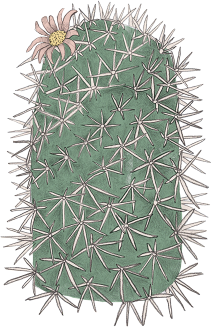 Pincushion Cactus - San Pedro Cactus (732x658), Png Download