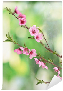 Beautiful Pink Peach Blossom On Green Background Wall - Green (400x400), Png Download