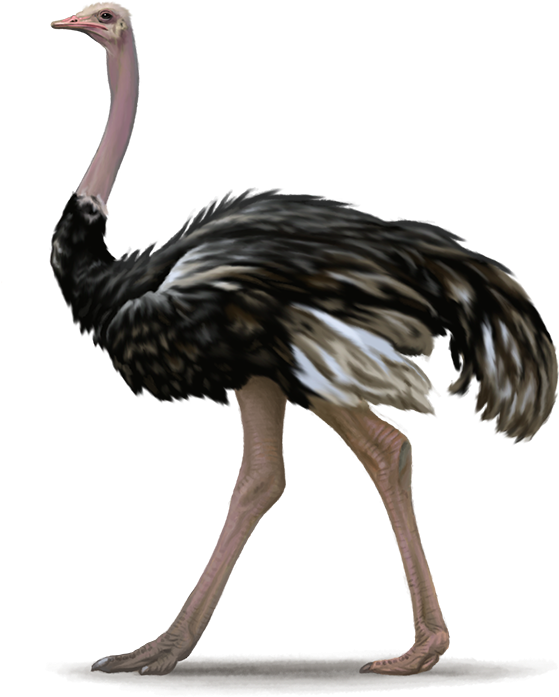 Ostrich Free Png Image - Ostrich Images Png (600x840), Png Download