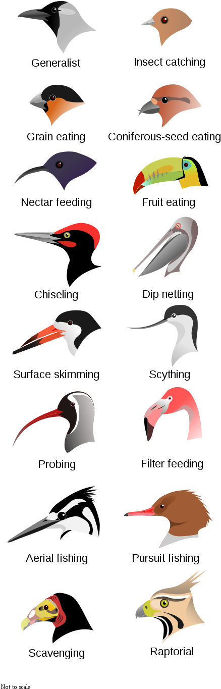 File - Birdbeaksa - Svg - Ocells Al Delta Del Llobregat (465x1400), Png Download