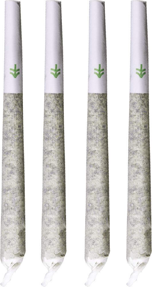 Widest Widest - Birch (530x1000), Png Download