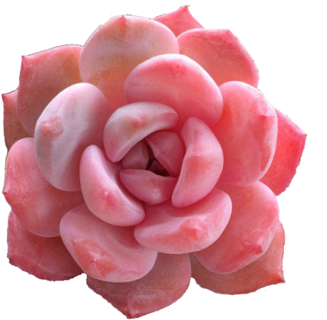 Boho Pink Nature Bohemian Pastel Pastel Colors Cactus - Pink Succulent (500x500), Png Download