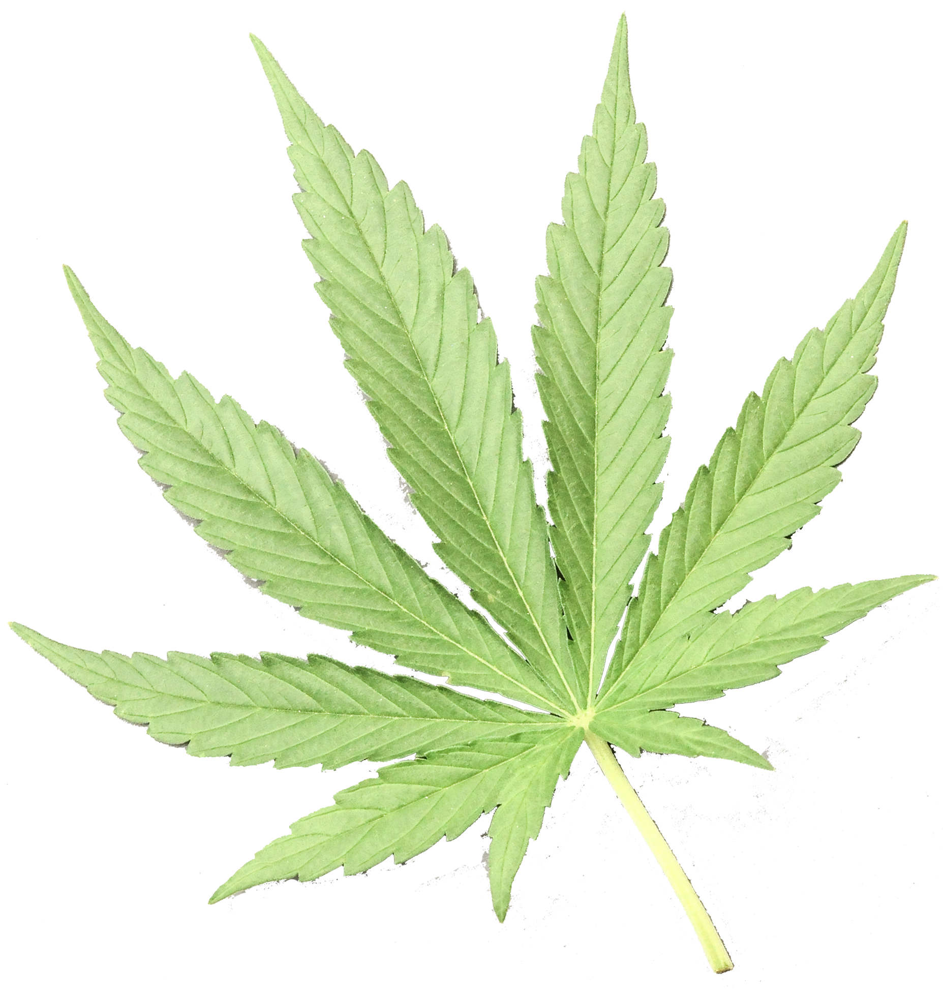 No Cannabis Use Is The Safest Choice When A Woman Is - Cannabis (1872x1956), Png Download