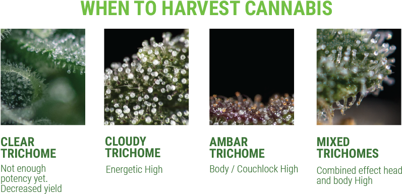 Artboard 1trichomes Smaller 251 Kb - Trichome Laiteux (900x450), Png Download