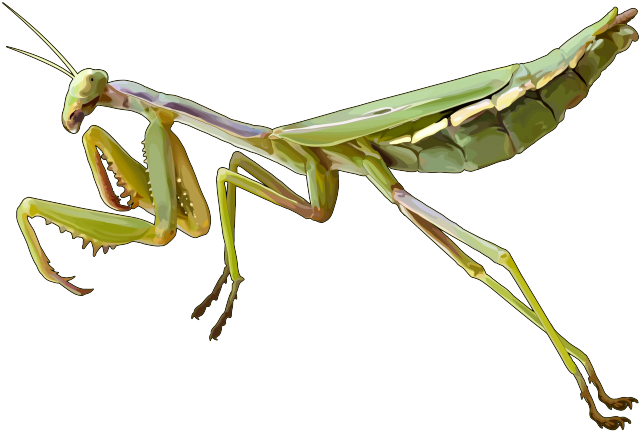 Mantis Png Pic - Mantis Png (700x495), Png Download