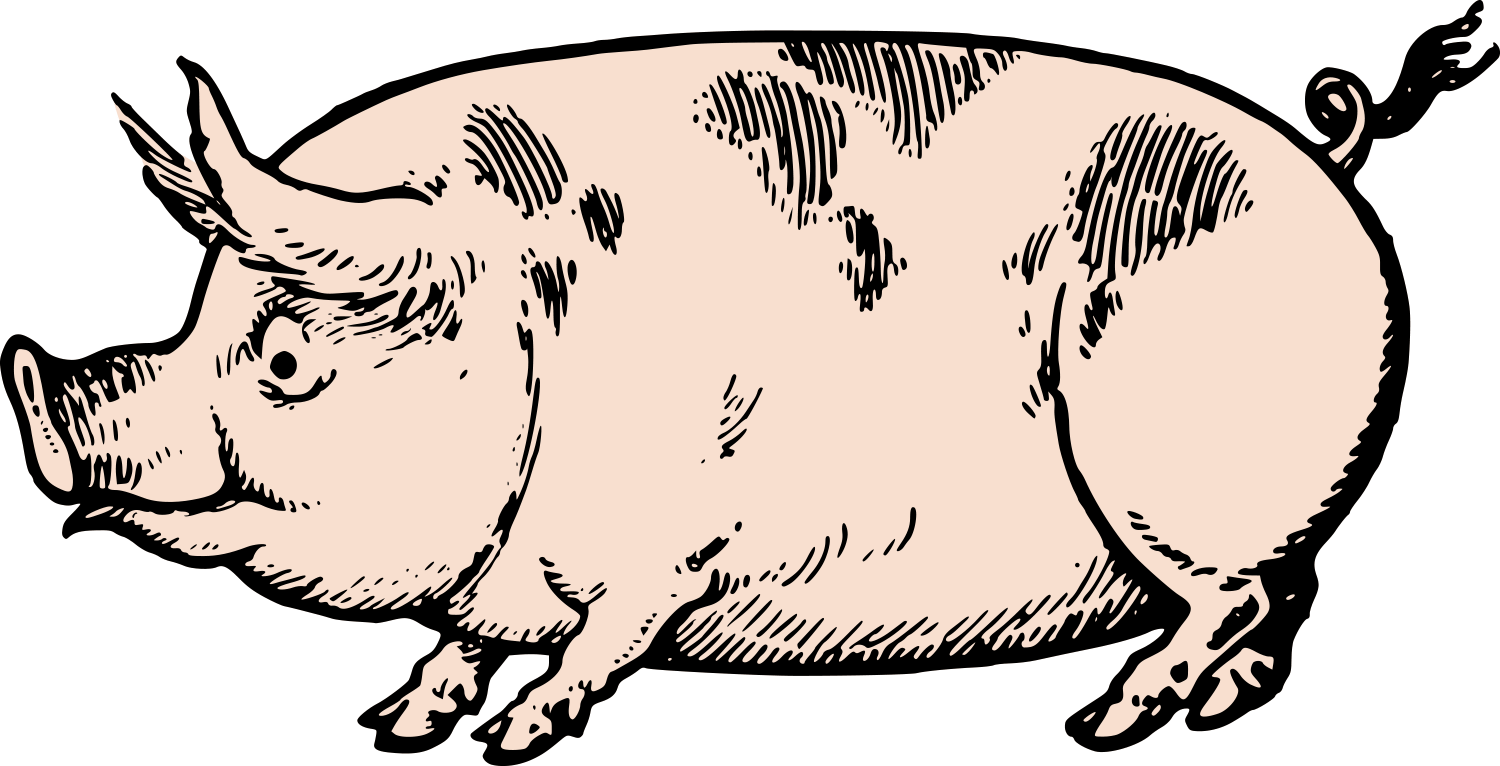 Download Cute Vintage Pig Stock Vector - Clipart Line Drawing Pig (1500x766), Png Download