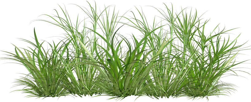 Акция, Блокнот, Розыгрыш - Arbustos Png Sin Fondo (817x348), Png Download