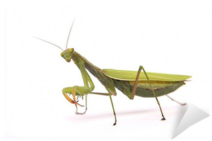 Grasshopper (400x400), Png Download