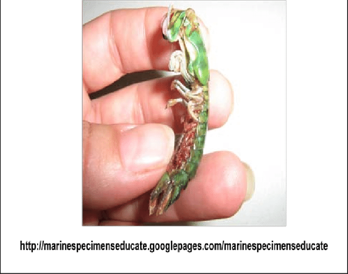 The Mantis Shrimp - University Of California, Berkeley (702x553), Png Download