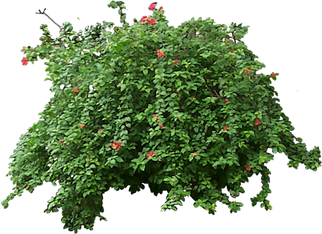 Related Wallpapers - Plants (459x355), Png Download