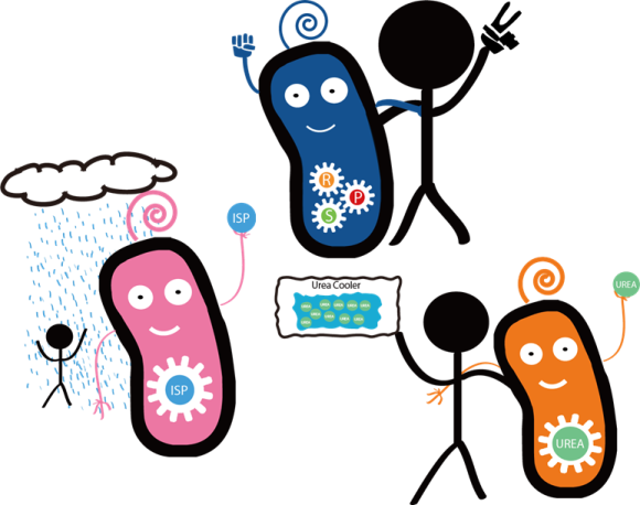 Cool Down In Summer With Our Rock Paper Scissors Game - E Coli And Humans (580x458), Png Download