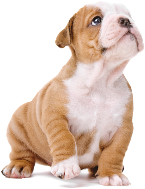 Imagens De Cachorro Png - Imagens De Cachorro Em Png (548x667), Png Download