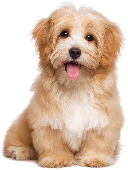Havanese Dog (513x650), Png Download