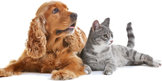 Para Cães - 借鏡德國:毛小孩的神祕力量 從歐美動物輔助治療看台灣動物福利 (623x311), Png Download