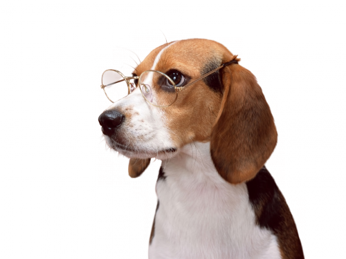 Mensagem - Poster: Ltd's Beagle, 61x46in. (500x375), Png Download