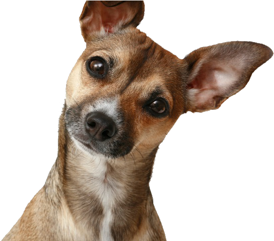 Cachorro Curioso - Dog Hearing (560x480), Png Download