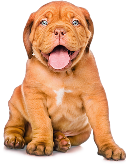 Cães - God Said Whos A Good Boy Dog (524x582), Png Download