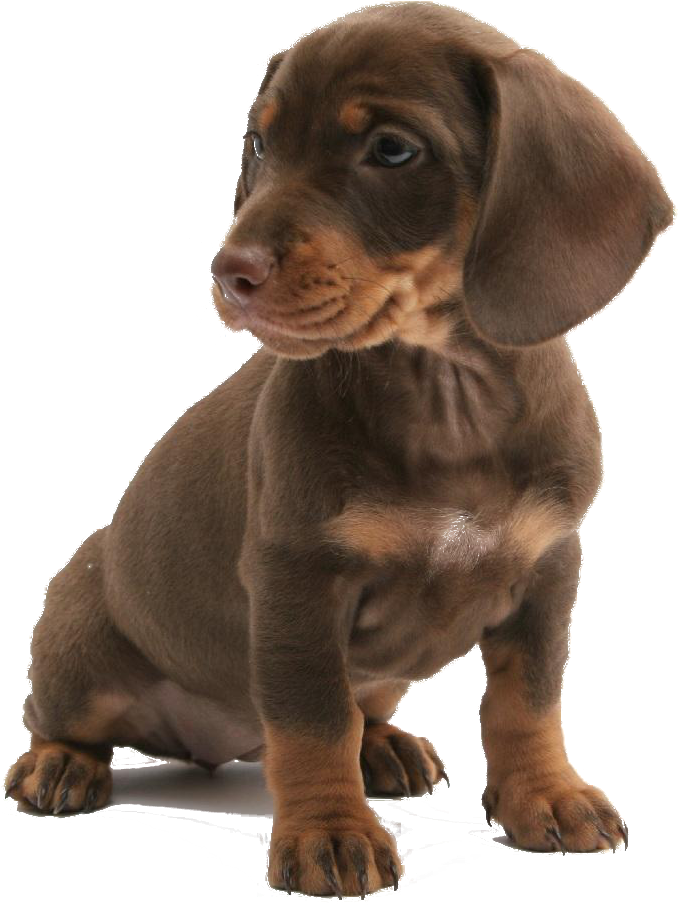 Dogs Are The Universal Unconditional Lover - Little Brown Dog Breed (800x921), Png Download