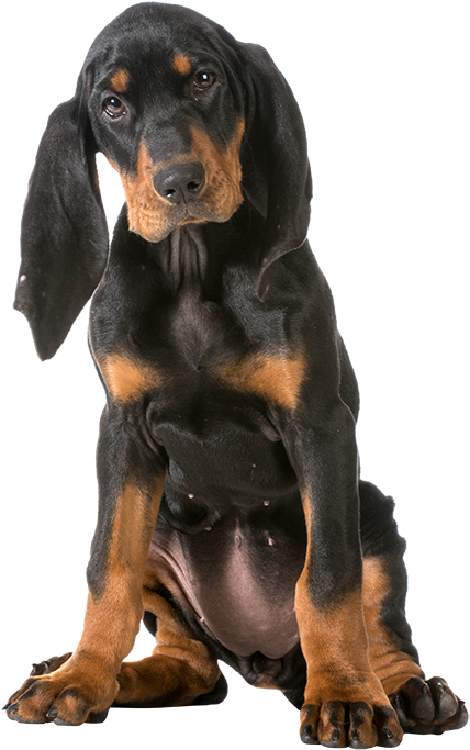 158 Black Andtan Coonhound - Black And Tan Coonhound Png (536x800), Png Download