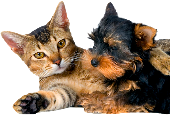 Destaque Cão E Gato - Cão E Gato Png (590x400), Png Download