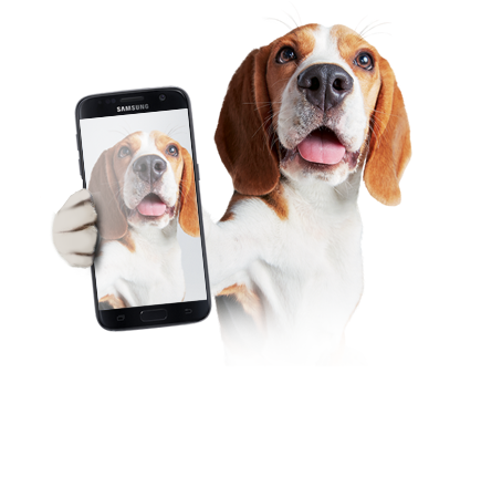 Cachorro Slide 3 - Celular Com Foto De Cachorro (511x520), Png Download