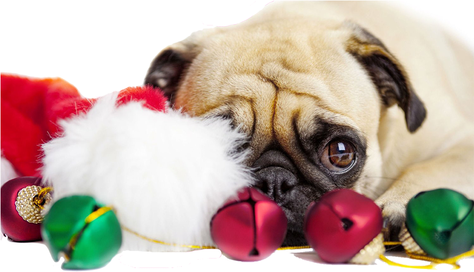Natal-cao - Christmas Pug (950x570), Png Download