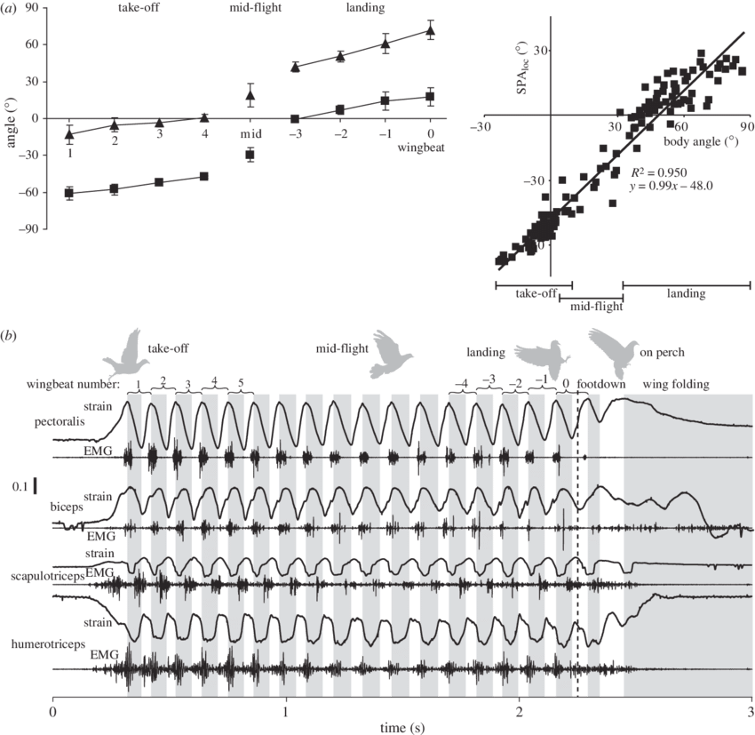 Changes In Wing Stroke Plane (spa Loc ) And Body Pitch - Angle (850x827), Png Download