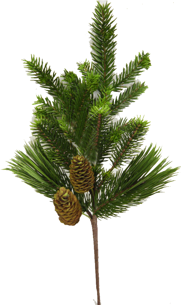 Evergreen Spray With Pinecones - Conifer Cone (630x1044), Png Download