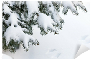 Snow On Winter Evergreen Branches Wall Mural • Pixers® - Snow On Evergreen Branches (400x400), Png Download
