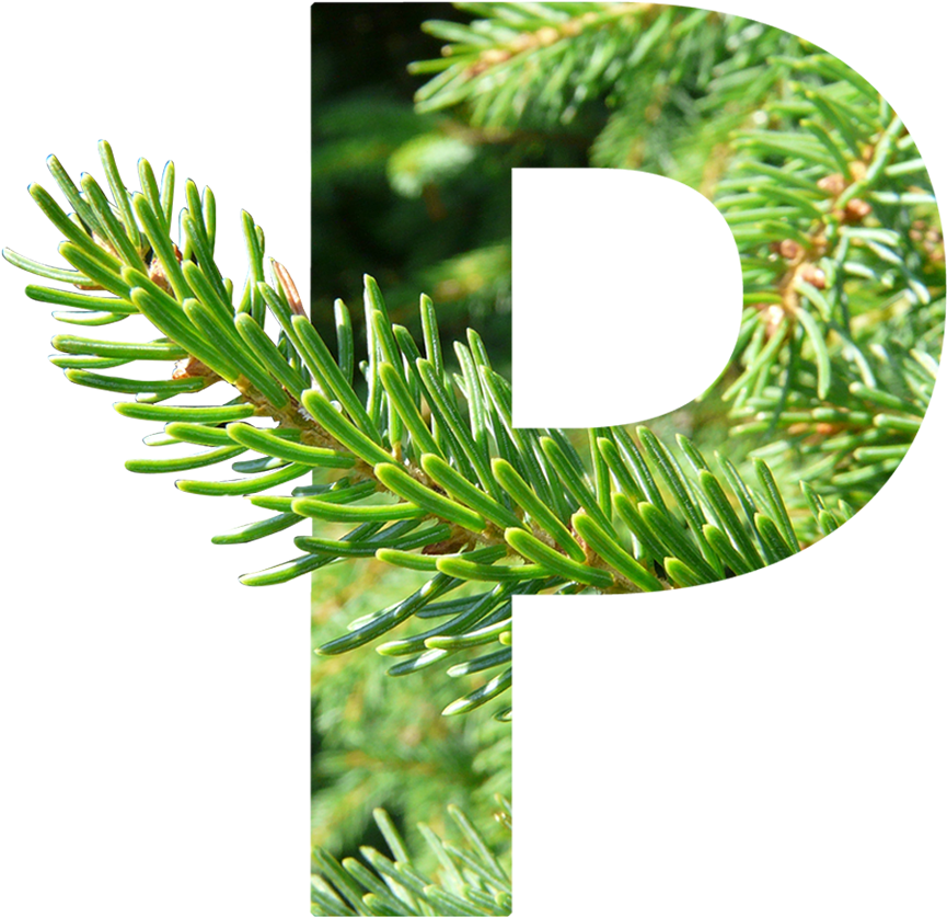 Borēaline® Protect - White Pine (1000x1000), Png Download