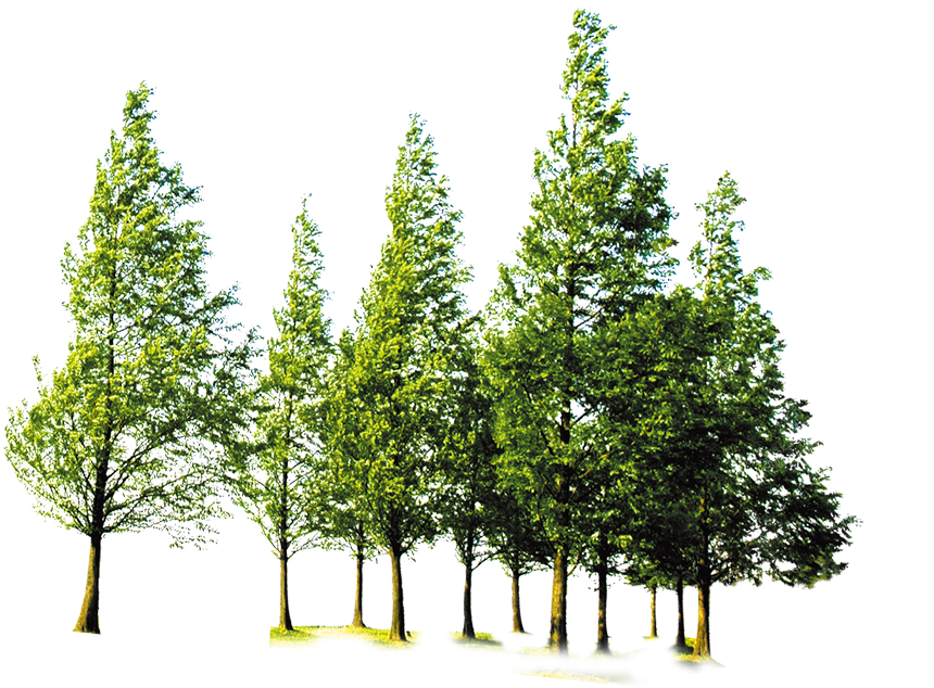 Trees Forest Png (1311x1024), Png Download